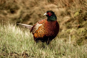 Common Pheasant male bird looking at the camera sitting in a rural field