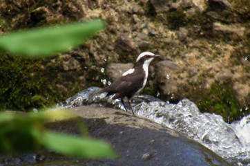 bird