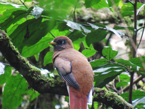 bird