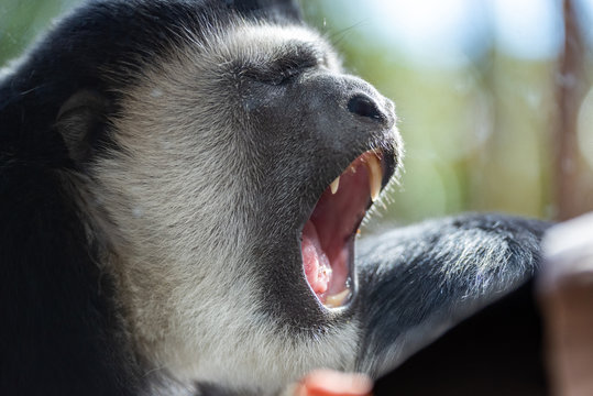 あくび - Powered by Adobe