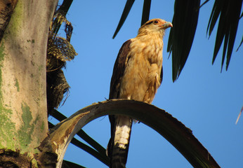 bird