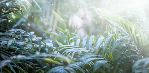 Obraz premium green leafs dark nature background