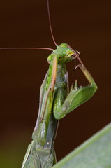 praying mantis eats
