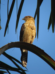 bird