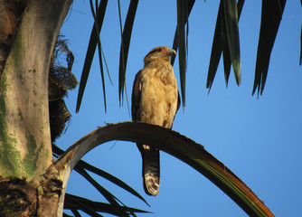 bird