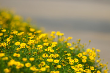 Obraz premium Yellow flower with blured copyspace background