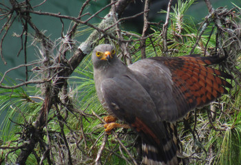 bird