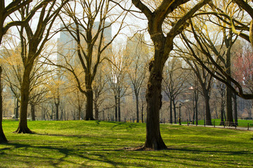 Fototapeta premium The Central Park of New York City. 