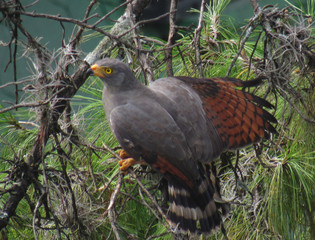 bird