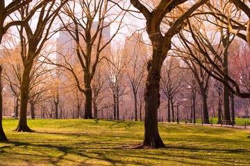The Central Park of New York City.	