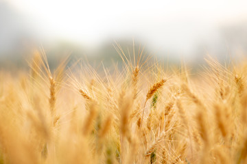 Wheat crop field. Ears of golden wheat close up. Ripening ears of wheat field background. Rich harvest Concept.