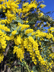 満開のミモザの木