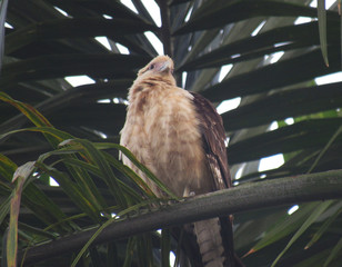 bird