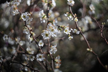blooming apple tree in spring