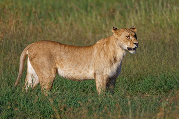 Löwin in der Masai Mara