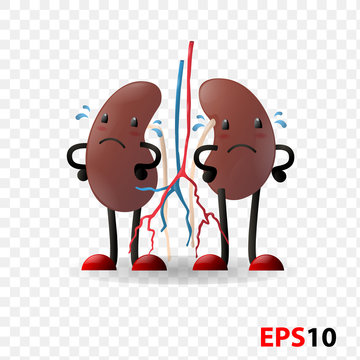 Kidneys. Human internal organ characters