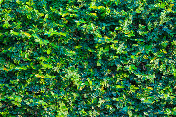 Green natural wall background and texture