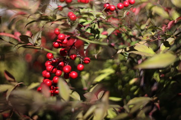 red berries of viburnum on a branch