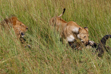 Löwen an der Beute