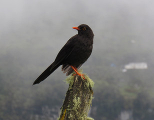 bird