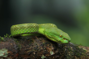 Green Viper Trimeresurus insularis is a venomous pit viper subspecies found in Indonesia and East Timor.