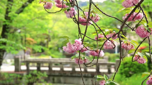 close up of pink cherry blossom trees along Philosopher's walk during Sakura in sping season. The Path is a famous pedestrian path in Higashiyama district, Kyoto, Japan.
