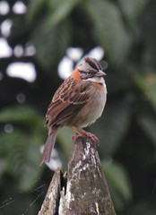 bird