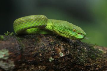 Green Viper Trimeresurus insularis is a venomous pit viper subspecies found in Indonesia and East Timor.