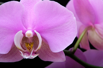 An orchid flower with dew drops on a black background. A close-up.