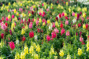 Obraz premium Colorful snapdragon flowers in beautiful flower field.