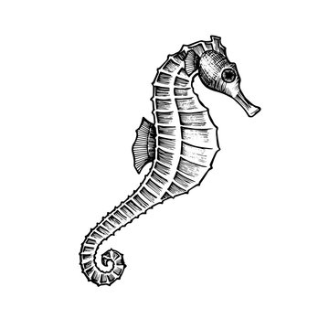 Seahorse hand drawn doodle outline. Inhabitant of the seabed, hippocampus for logo, icon, postcard, tattoo.  Stock vector illustration isolated on white background.