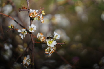 bee on flower