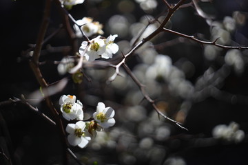 flowers of cherry