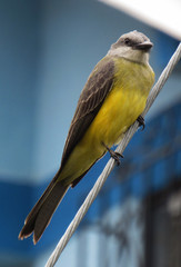 bird