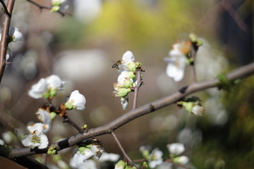 bee on a flower