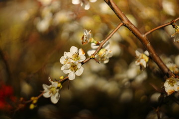 flowers in spring