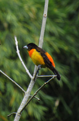 bird