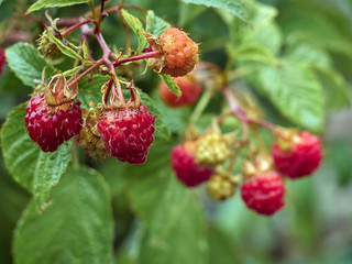 Red ripe raspberries in garden.