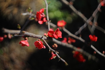 red berries on a branch