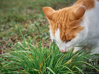 Cat eat grass in the garden.