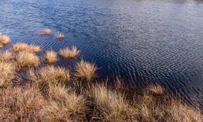 abstract image with dry bog grass and bog water