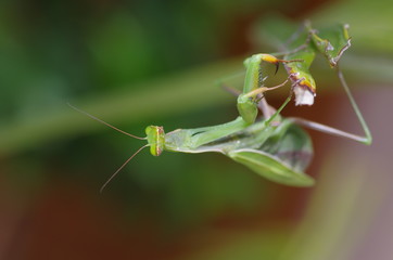  praying mantis acrobat looking at me