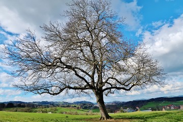 Kahler Obstbaum im Frühling