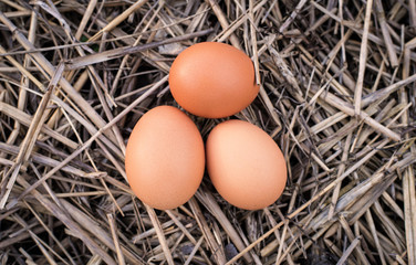 Three chicken eggs lying on the hay