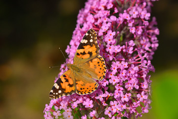 Distelfalter auf Sommerflieder	