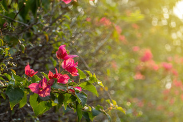 The branch of pink bouganvillea with green leaves in the garden with the sun light in the morning. 