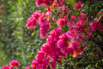 The branch of pink bouganvillea with green leaves in the garden with the sun light in the morning. 