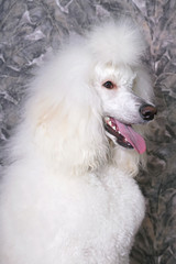 The portrait of a graceful white Standard Poodle dog (Scandinavian lion show clip) posing indoors in a house
