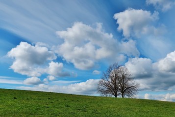 Fototapeta na wymiar Dynamischer Wolkenhimmel mit Bäumen