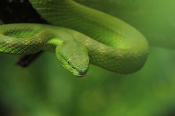 Green Viper Trimeresurus insularis is a venomous pit viper subspecies found in Indonesia and East Timor.